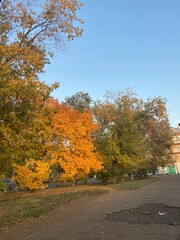 Naklejka premium autumn in the park