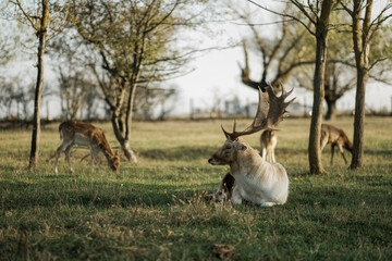 deer in the grass under trees