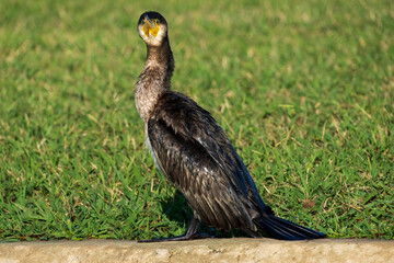 Great Cormorant Phalacrocorax carbo Costa Ballena Cadiz