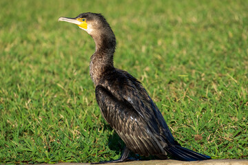 Fototapeta premium Great Cormorant Phalacrocorax carbo Costa Ballena Cadiz