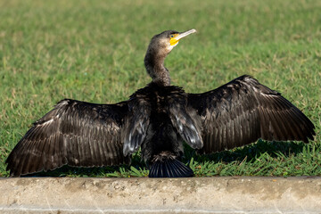 Great Cormorant Phalacrocorax carbo Costa Ballena Cadiz
