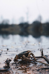 fish in the river