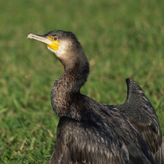 Great Cormorant Phalacrocorax carbo Costa Ballena Cadiz