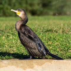 Great Cormorant Phalacrocorax carbo Costa Ballena Cadiz