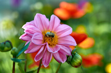 bee on a flower