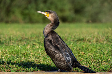 Great Cormorant Phalacrocorax carbo Costa Ballena Cadiz