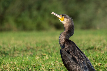 Great Cormorant Phalacrocorax carbo Costa Ballena Cadiz