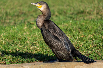Great Cormorant Phalacrocorax carbo Costa Ballena Cadiz