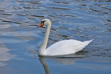 Obraz premium Schwan auf der Donau