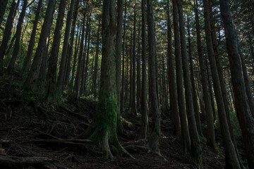 Fototapeta premium 箱根の登山道の樹林帯