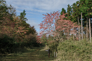 箱根の登山道の真弓の木