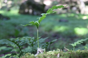 PLANTA EN LA MONTAÑA