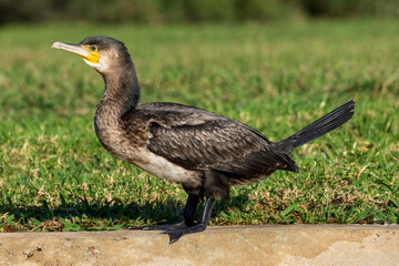 Great Cormorant Phalacrocorax carbo Costa Ballena Cadiz