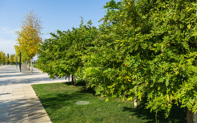 Landscape with green grass,  Purple Wisteria, Chinese or Japanese Wisteria trees, and ornamental trees. Public landscape сity park 'Krasnodar' or 'Galitsky park' for relaxation and walking.
