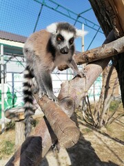 lemur on tree