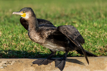 Great Cormorant Phalacrocorax carbo Costa Ballena Cadiz