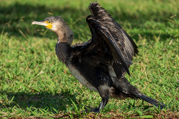 Great Cormorant Phalacrocorax carbo Costa Ballena Cadiz