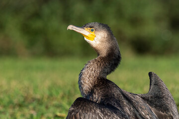 Great Cormorant Phalacrocorax carbo Costa Ballena Cadiz