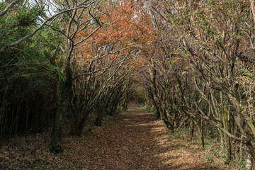 箱根の登山道
