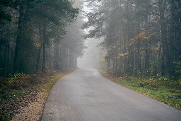 droga asfaltowa prowadząca przez las