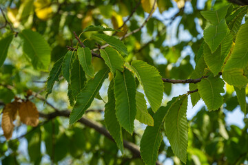 Fototapeta na wymiar Close-up green leaves of Castanea sativa (sweet or Spanish chestnut) in public city park Krasnodar or 'Galitsky park'. Sunny autumn 2020
