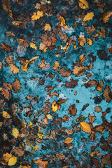 Yellow leaves floating on water