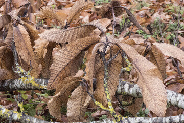 Autumn images of chestnut trees, the branches present their leaves with different colors changing from green to brown just before falling