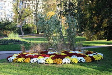 Massif de chrysanthèmes au parc Micaud à Besançon 1