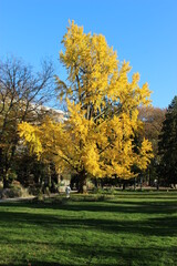 Gingko biloba en automne au parc Micaud (Besançon) 3