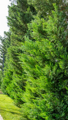 A group of Cupressus sempervirens or Mediterranean cypress planted in new modern city park Krasnodar. Public landscape 'Galitsky park' for relaxation and walking. Sunny autumn september day 2020.