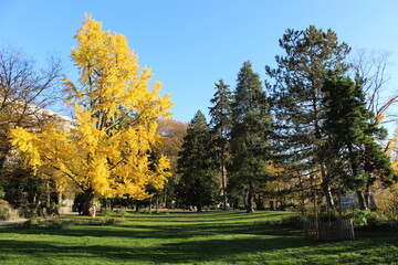 Parc Micaud en automne avec gingko biloba (Besançon) 1