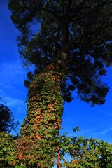 pine tree trunk covered with coloured leaves - autumn ivy