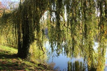 Obraz premium Saule pleureur au bord du Doubs (Besançon, parc Micaud) 2