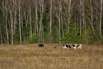 Livestock grazing on an autumn day.
