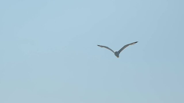 One seagull isolated with blue background sky flying in slow motion