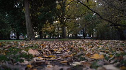 Path in park autumn in Warsaw, europe. October weather nature life. Colorful leaf and trees.Path in park autumn in Warsaw, europe. October weather nature life. Colorful leaf and trees.