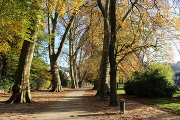 Fototapeta premium Platanes du parc Micaud en automne (Besançon) 1