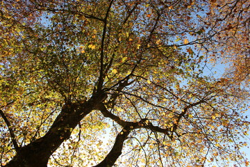 Fototapeta premium Branches de platanes dans le ciel bleu d'automne 2