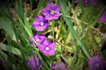 Flores de hierba doncella, Vinca Minor. Foto macro