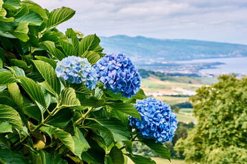 in the focus blue hydrangea with landscape of Sao Miguel, Azores in the background