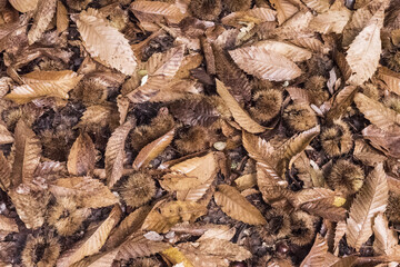 Autumn is the time of the chestnut harvest, the bags with the fruit inside fall to the ground and open