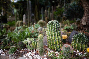 Kakteenen-Garten als Hobby