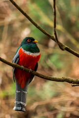fauna local  