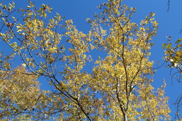 Leaves Above Us, Gold Bar Park, Edmonton, Alberta