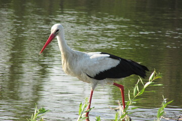 summer beauty,stork,beautiful birds,Stork on the Desna River