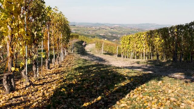 Man rides a bike on a trail among Langhe vineyards of Nebbiolo and Barbera in autumn with beautiful colors. Barolo, Piedmont, Italy.