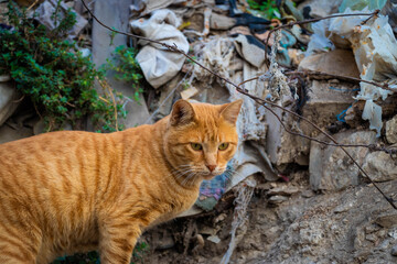 
wild cats resting in the hot streets of historic Jerusalem