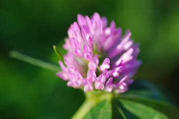 Fototapeta premium close up of a purple flower