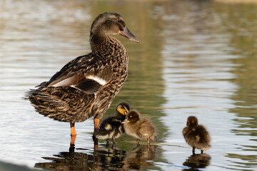 Mallard Anas platyrhynchos Costa Ballena Cadiz