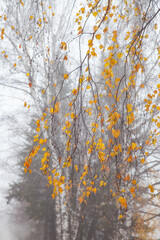 Late autumn in the city. Single yellow leaves on a blurred background of tree trunks.